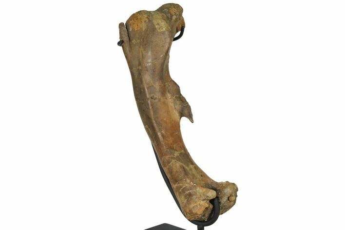 Fossil Pachycephalosaurus Femur - Montana #129308